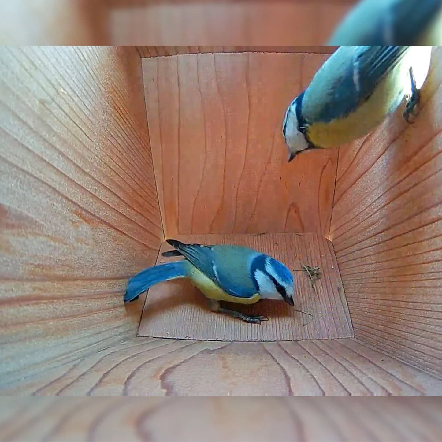 Two blue and yellow birds inside a wooden box.