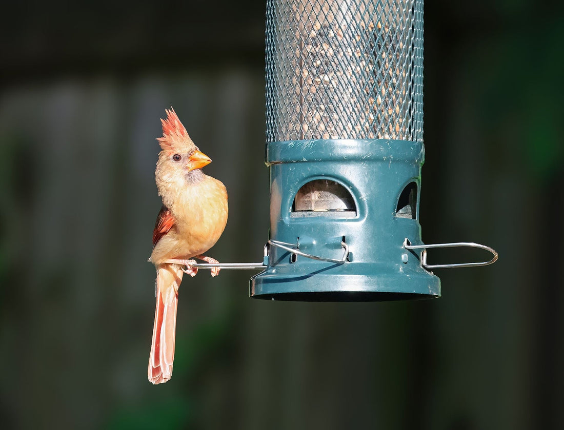 Northern Cardinal perched near a cedar bird feeder in a backyard garden