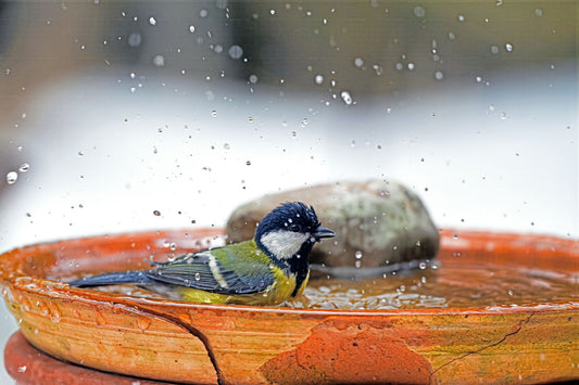 Best bird baths for backyard birds — ceramic, copper, solar and heated picks