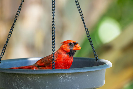 The Best Unbreakable Bird Feeder in 2026 — Built to Last for Years - BIRDLOVER