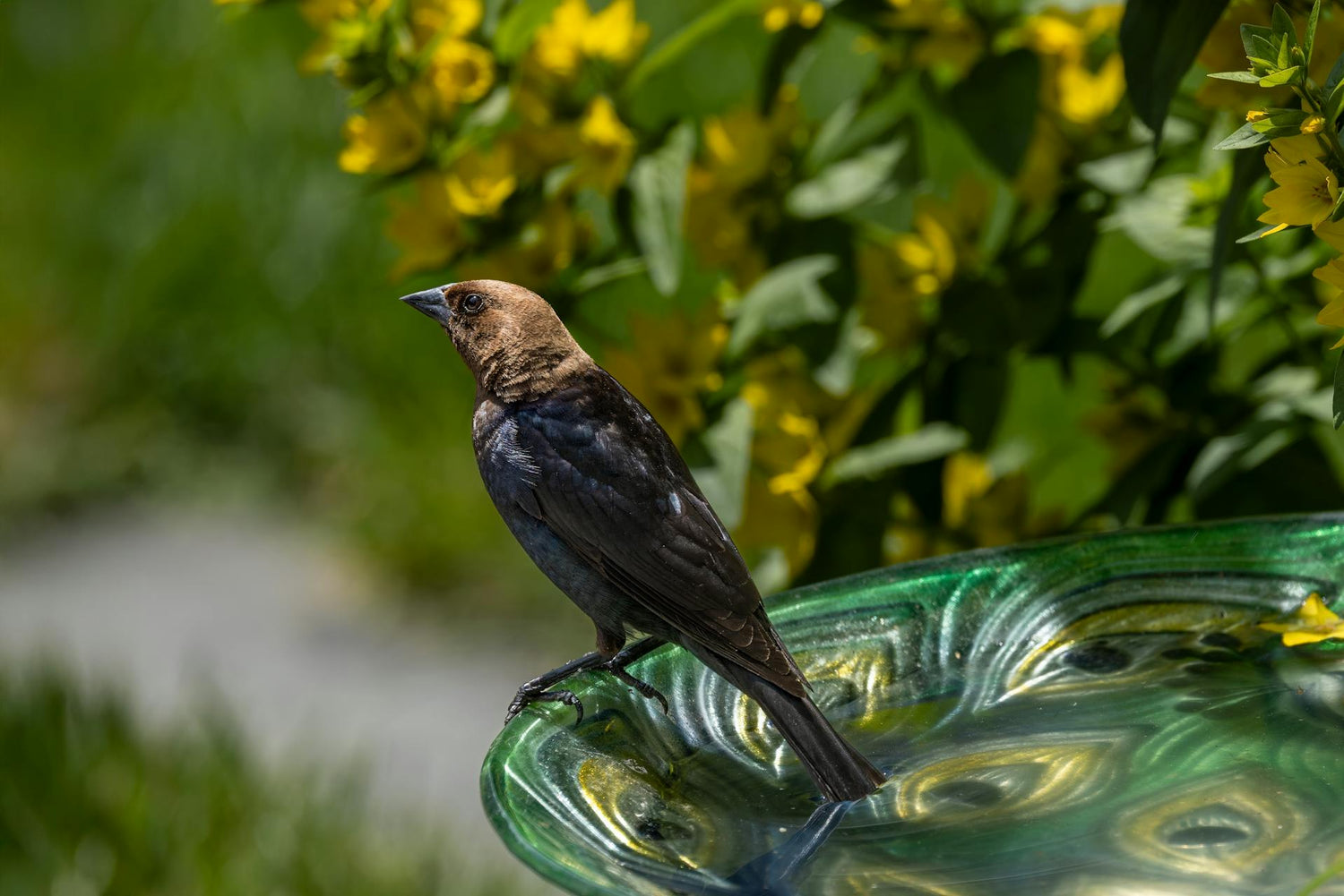 Bird Baths - BIRDLOVER