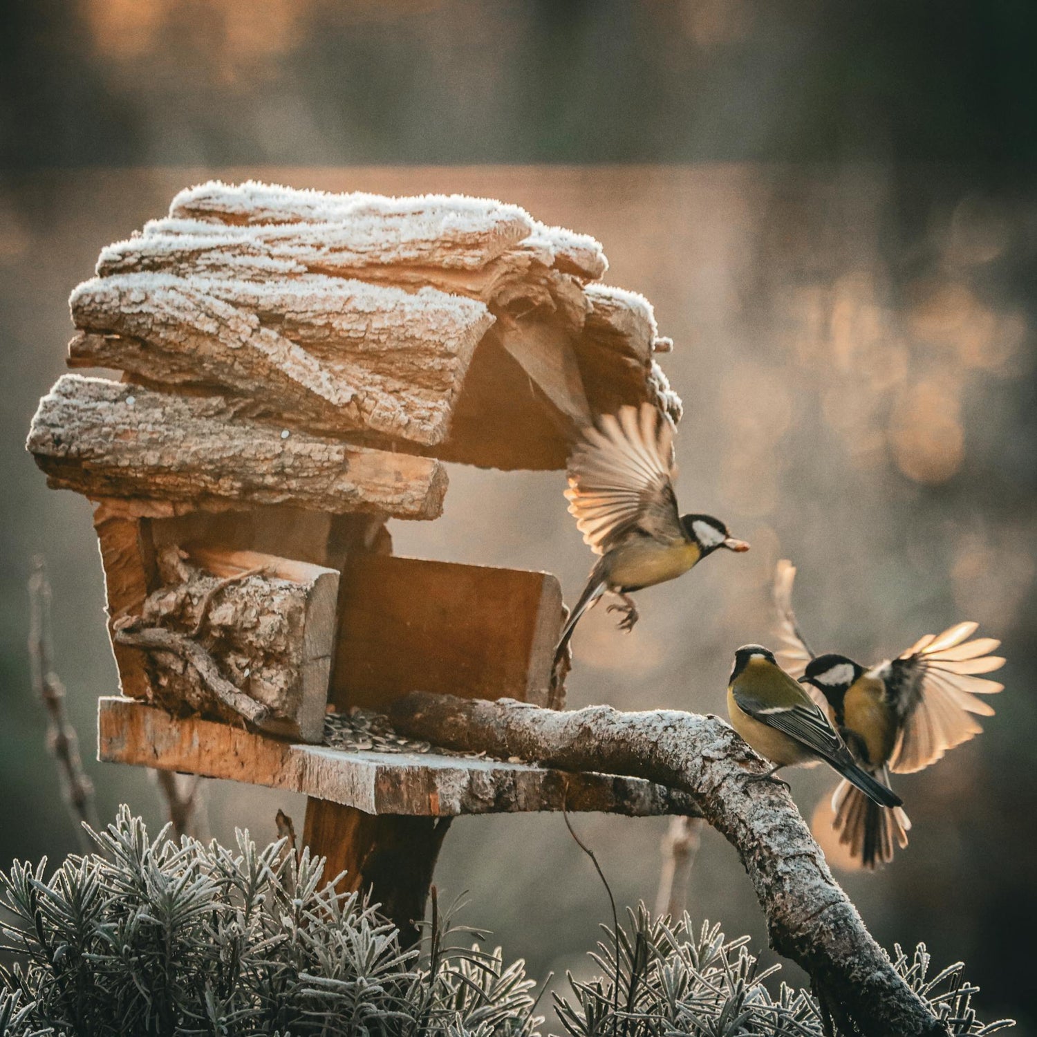 Eco-Friendly Bird Products - BIRDLOVER