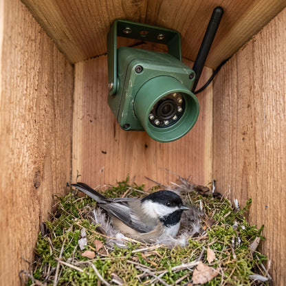 4MP WiFi bird box camera with 100 degree wide-angle lens for watching nesting birds