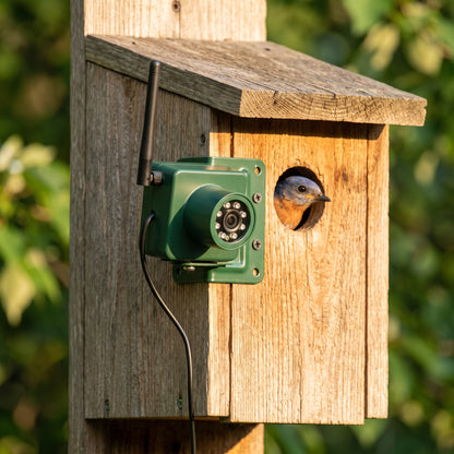 4MP HD wireless bird box camera in hunter green with external WiFi antenna and 940nm night vision