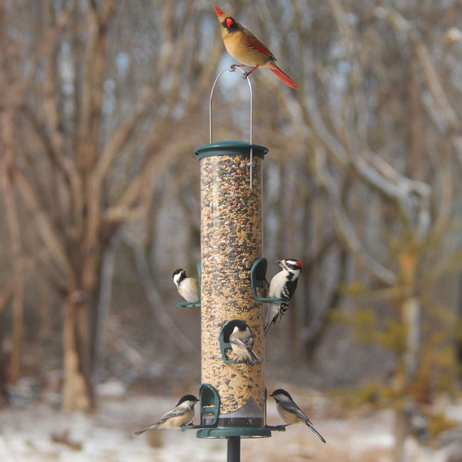 Big Tube Wild Bird Feeder, Spruce