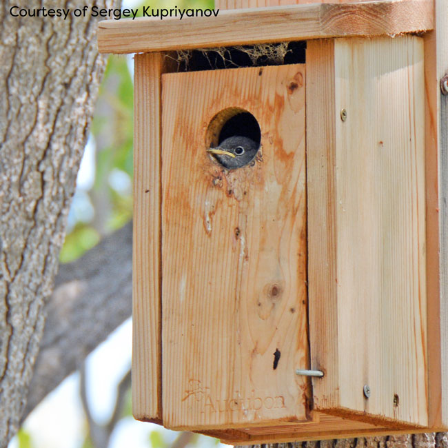 Audubon Cedar Bluebird House
