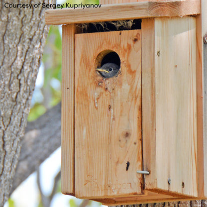 Audubon Cedar Bluebird House