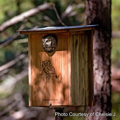 Premium Screech Owl or Kestrel House