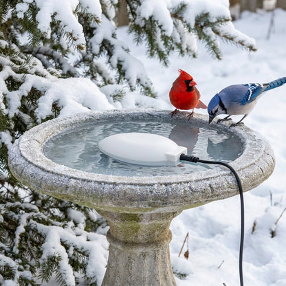 Northern Cardinal and Blue Jay drinking unfrozen water from a snowy bird bath with the Submersible Heater De-Icer