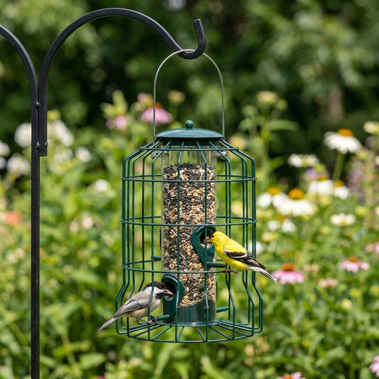 Black-Capped Chickadee and American Goldfinch feeding safely inside the Forest Green Squirrel-Proof Caged Bird Feeder