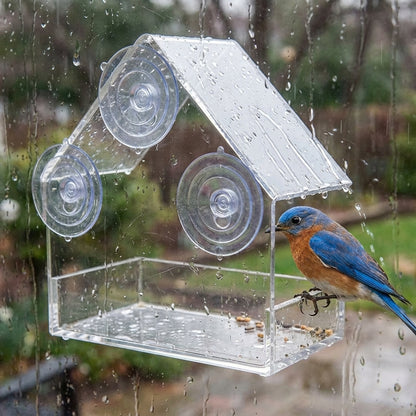Eastern Bluebird perched on the tray rim of the Clear Acrylic Window Bird Feeder in the rain, with water running off the pitched roof