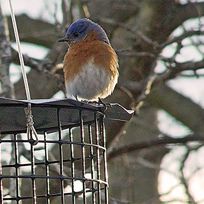 Caged Bluebird Feeder, Blue