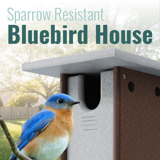 Recycled Plastic Sparrow Resistant Bluebird House - BIRDLOVER
