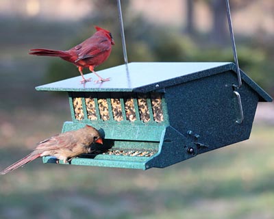Bird's Choice Squirrel Proof Bird Feeder, Green - BIRDLOVER
