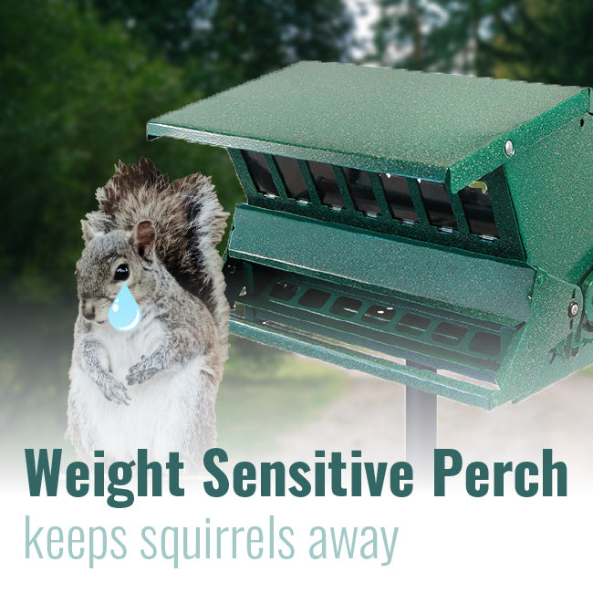Absolute II Double Sided Bird Feeder with Pole & Hanger - BIRDLOVER
