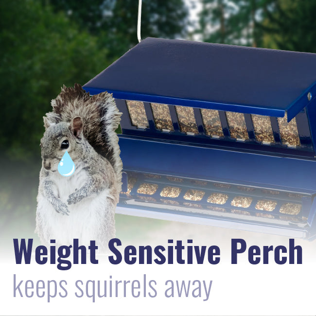Absolute II Double Sided Squirrel Resistant Electric Blue Bird Feeder - BIRDLOVER