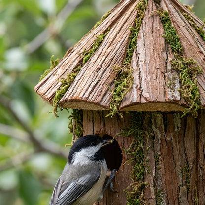Close-up of Black-Capped Chickadee at the entrance hole of the rustic split-bark shingle and forest moss hanging birdhouse
