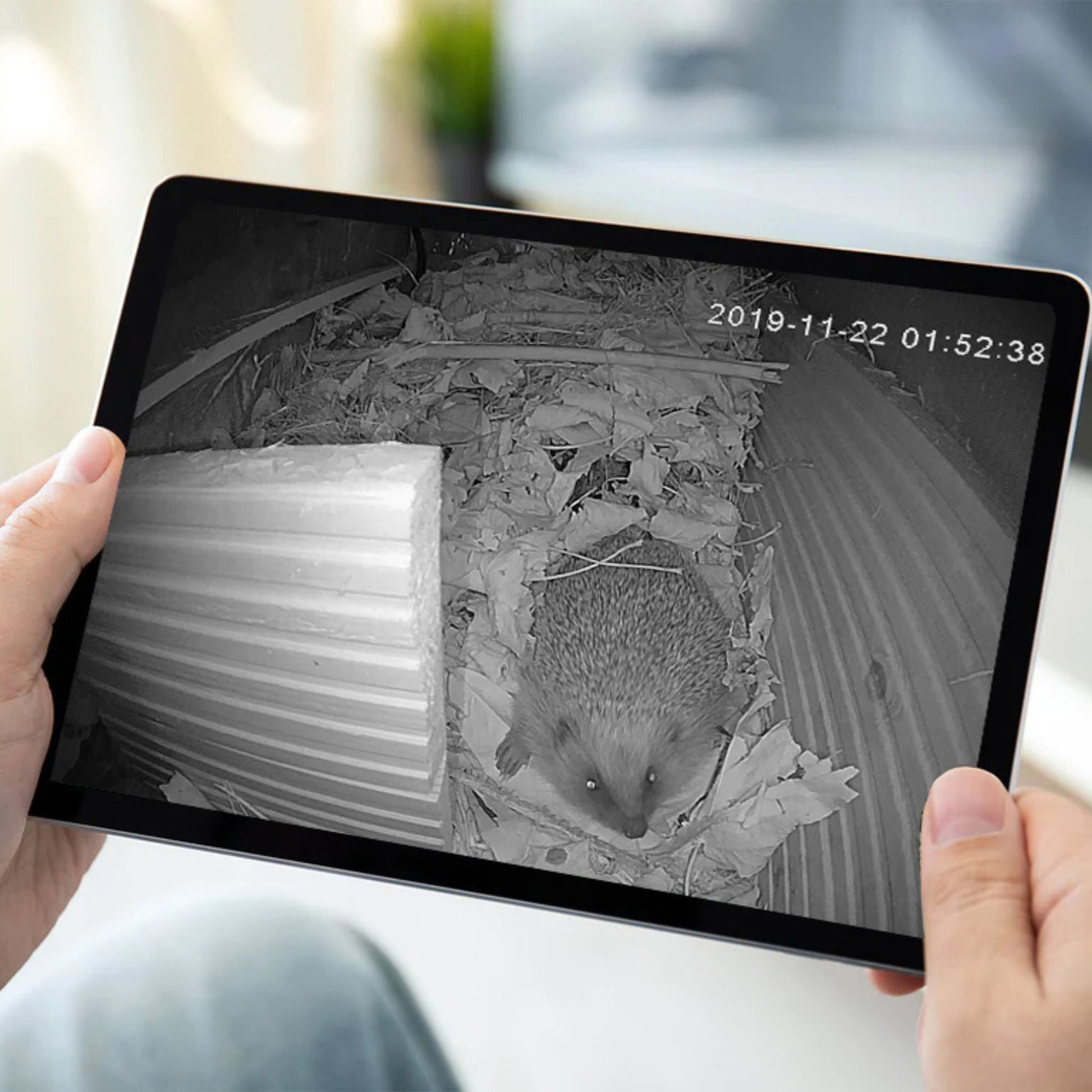 Person holding a tablet displaying an image of a hedgehog on a screen.