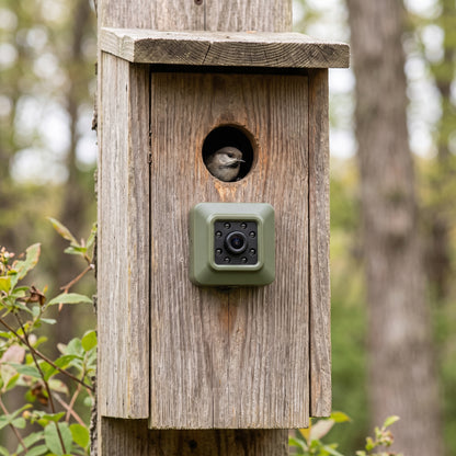 Compact olive green metal WiFi birdhouse camera mounted on a wooden nest box next to a songbird