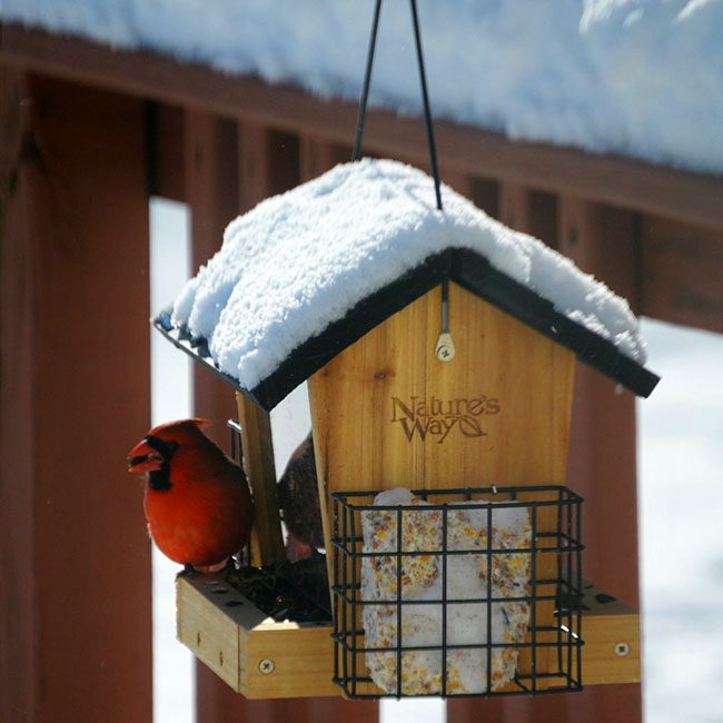 Cedar Hopper Bird Feeder with Suet Cages, Small
