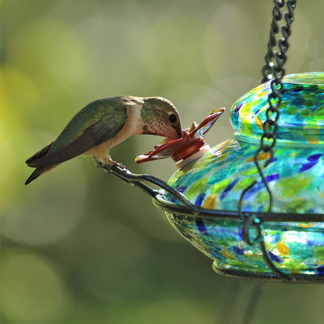 Illuminated Top Glass Hummingbird Feeder, 16 oz