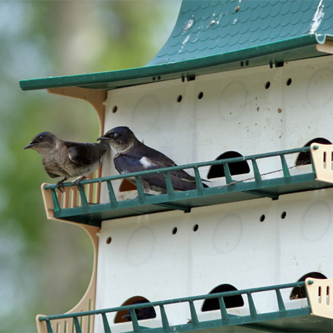 Purple Martin 12 Room House