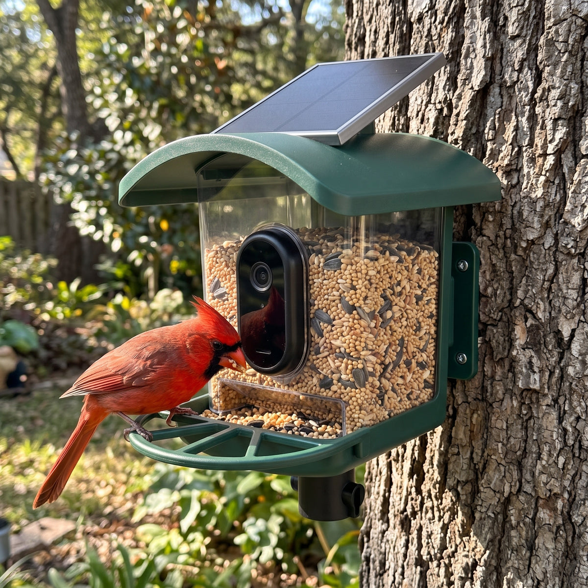Solar-powered smart bird feeder with 2.5K 4MP camera and AI bird identification