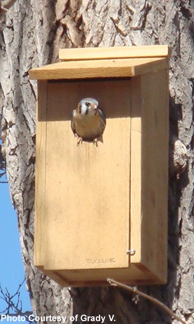 Kestrel and Screech Owl House - BIRDLOVER