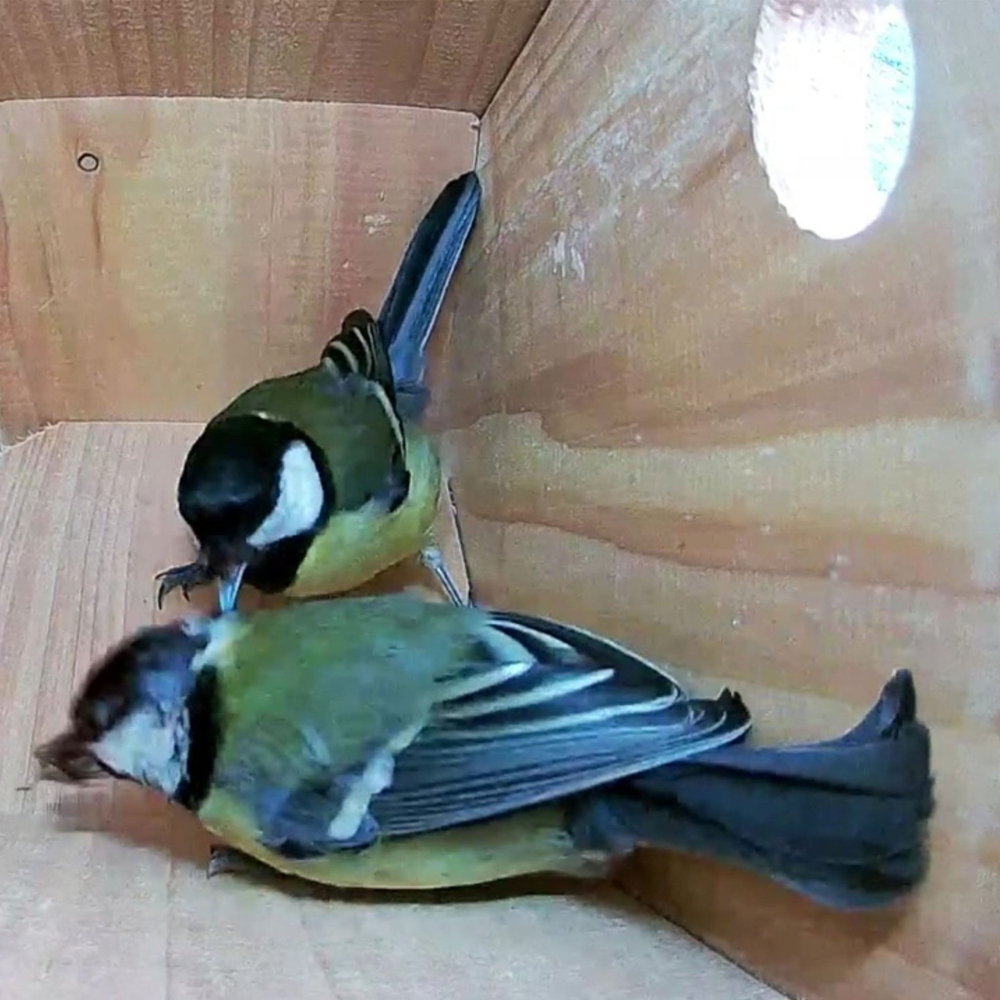 Two birds inside a cardboard box on a wooden floor.