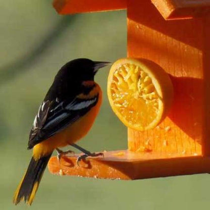 Going Green Recycled Plastic Oriole Fruit Feeder