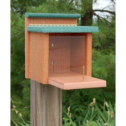 Going Green Squirrel Munch Box - BIRDLOVER