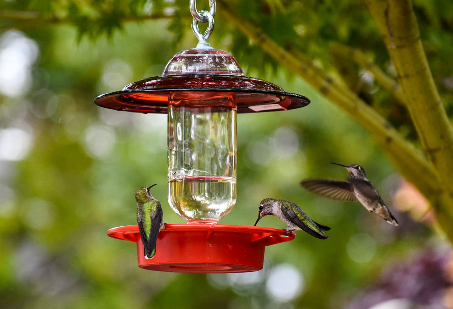 Hummingbird Feeder Bee Proof with choice of 8 oz Clear or Cobalt Bottle with Red Glass Plate - BIRDLOVER