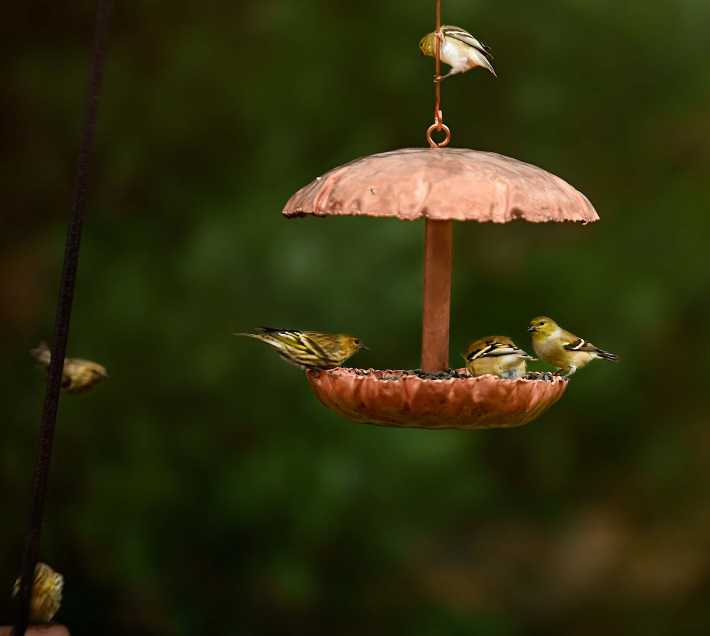 Pure Copper Bird Feeder - BIRDLOVER