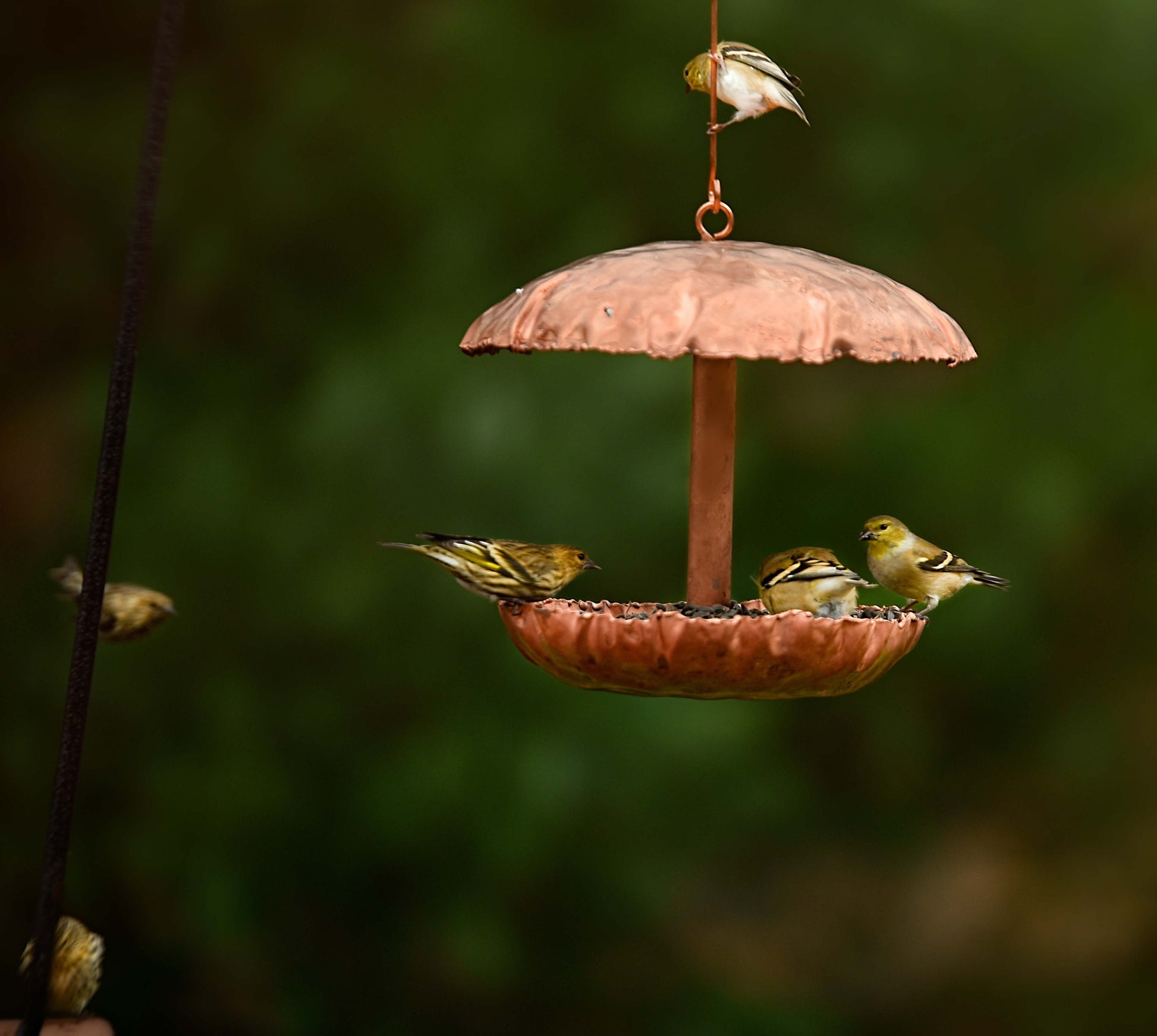 Pure Copper Bird Feeder - BIRDLOVER