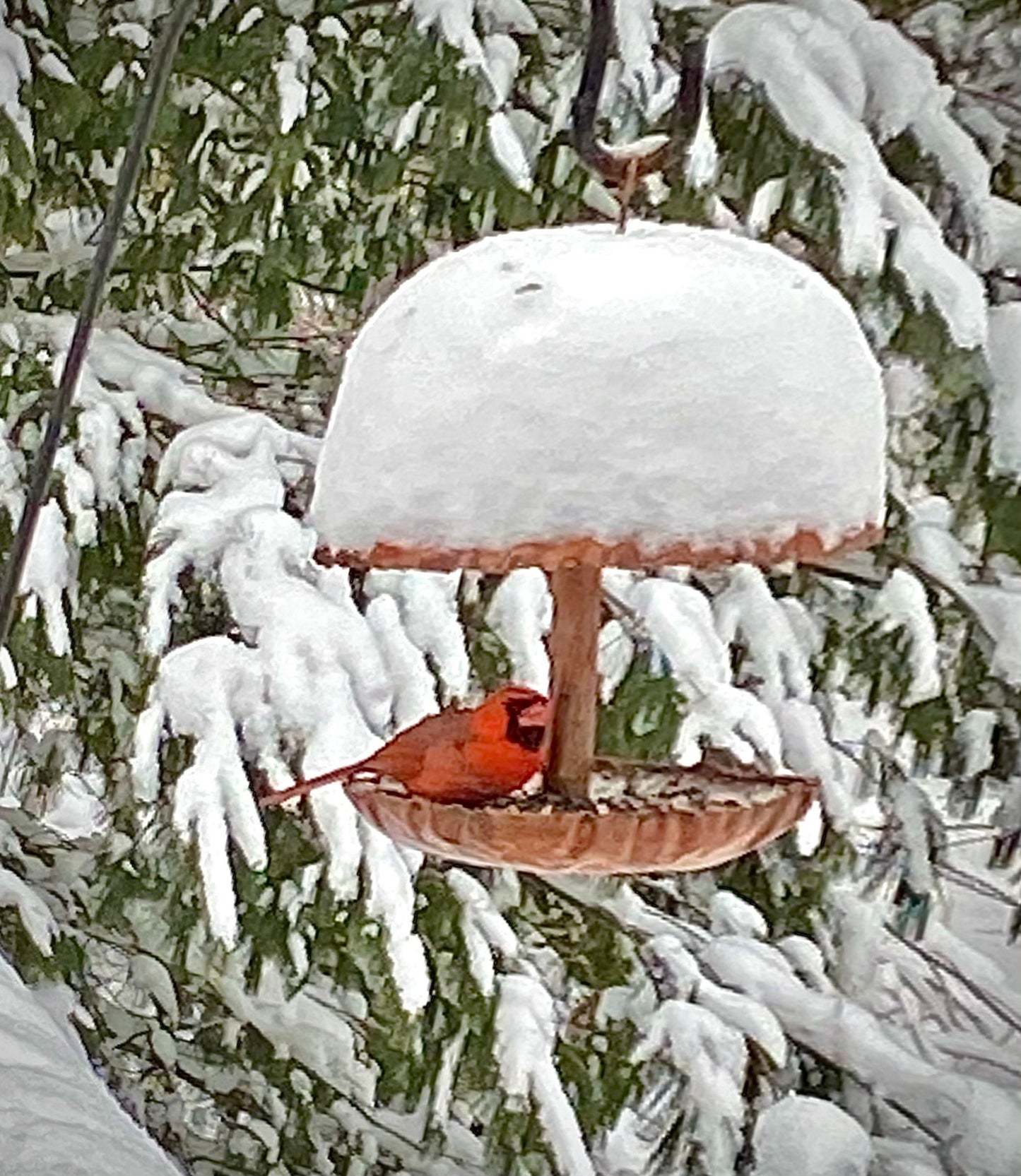 Pure Copper Bird Feeder - BIRDLOVER