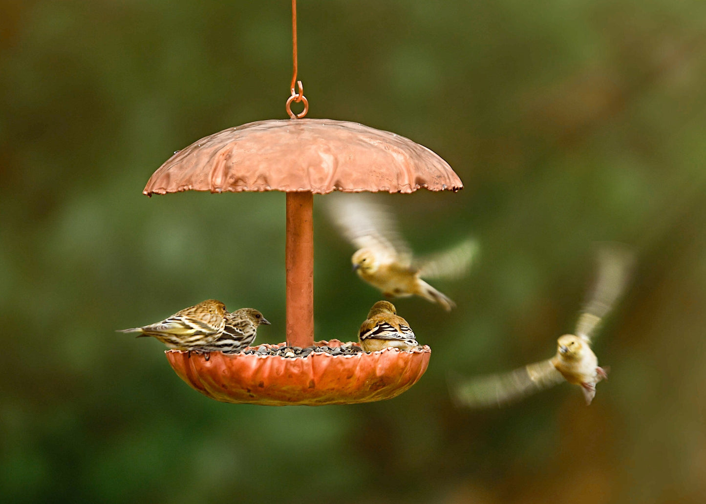 Pure Copper Bird Feeder - BIRDLOVER