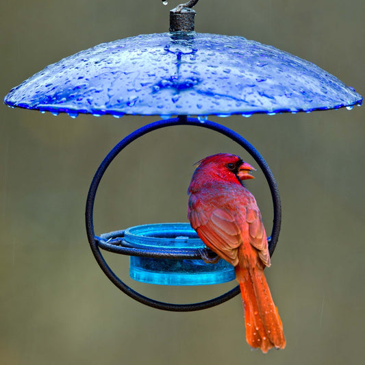 Petite Glass Baffle Dome for Bird Feeders — Garden Decor Glass Dome - BIRDLOVER