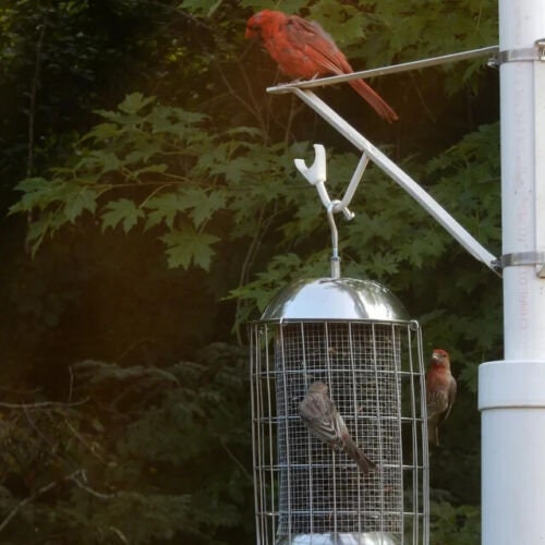 Original Squirrel Proof Stainless Steel Bird Feeder - BIRDLOVER