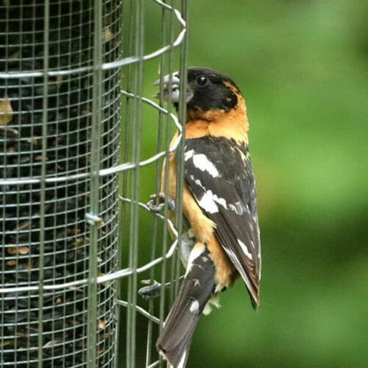 Original Squirrel Proof Stainless Steel Bird Feeder - BIRDLOVER