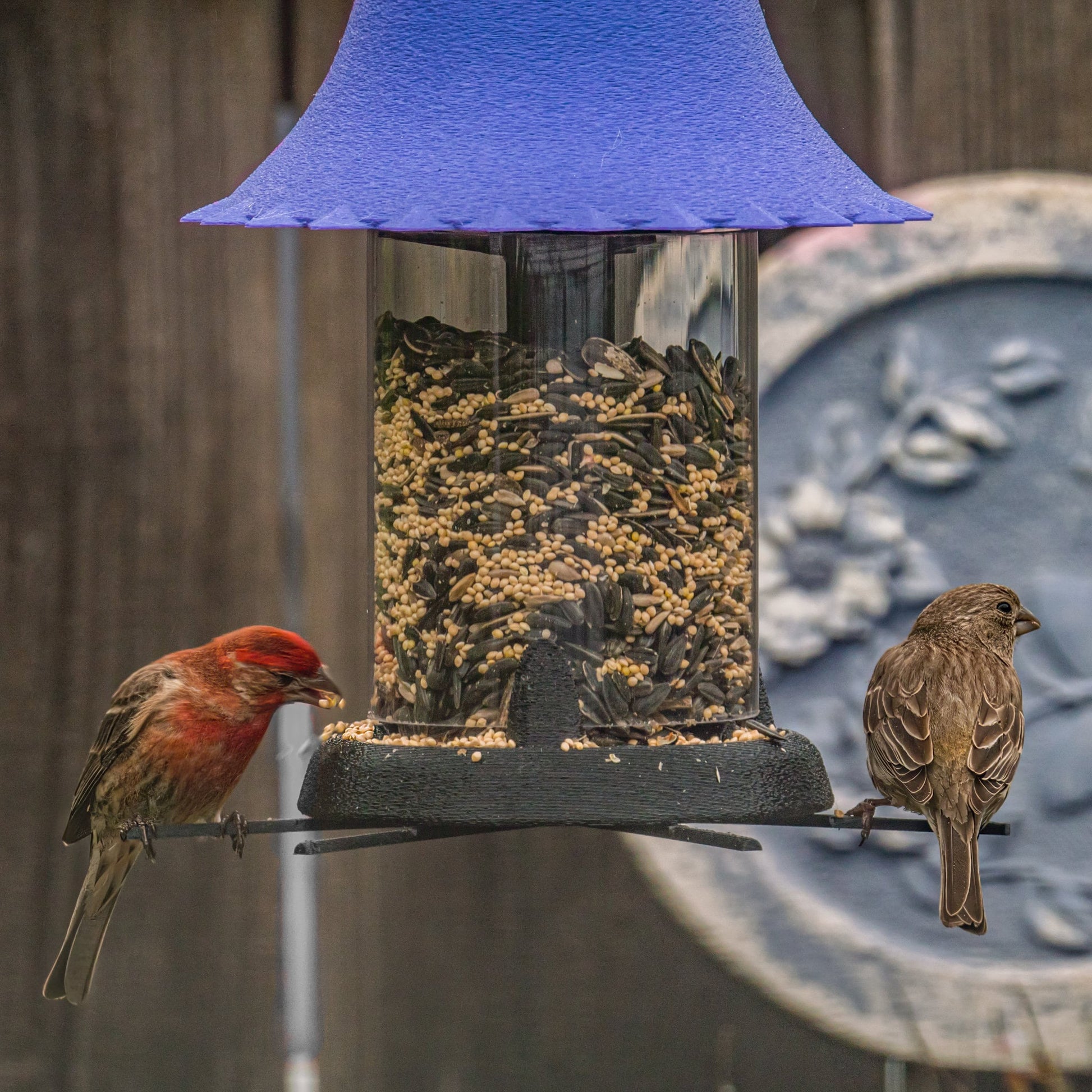 Squirrel Resistant Bird Feeder - BIRDLOVER