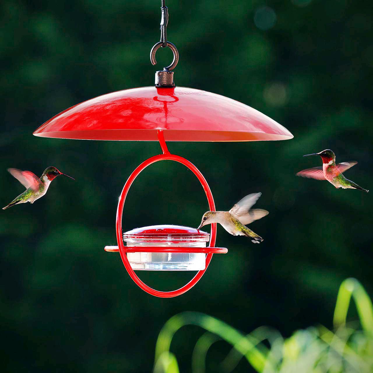 Petite Glass Baffle Dome for Bird Feeders — Garden Decor Glass Dome - BIRDLOVER
