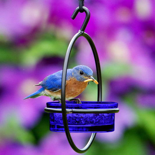Bluebird Feeder for Mealworms or Suet — Hanging Recycled Glass Bird Feeder - BIRDLOVER