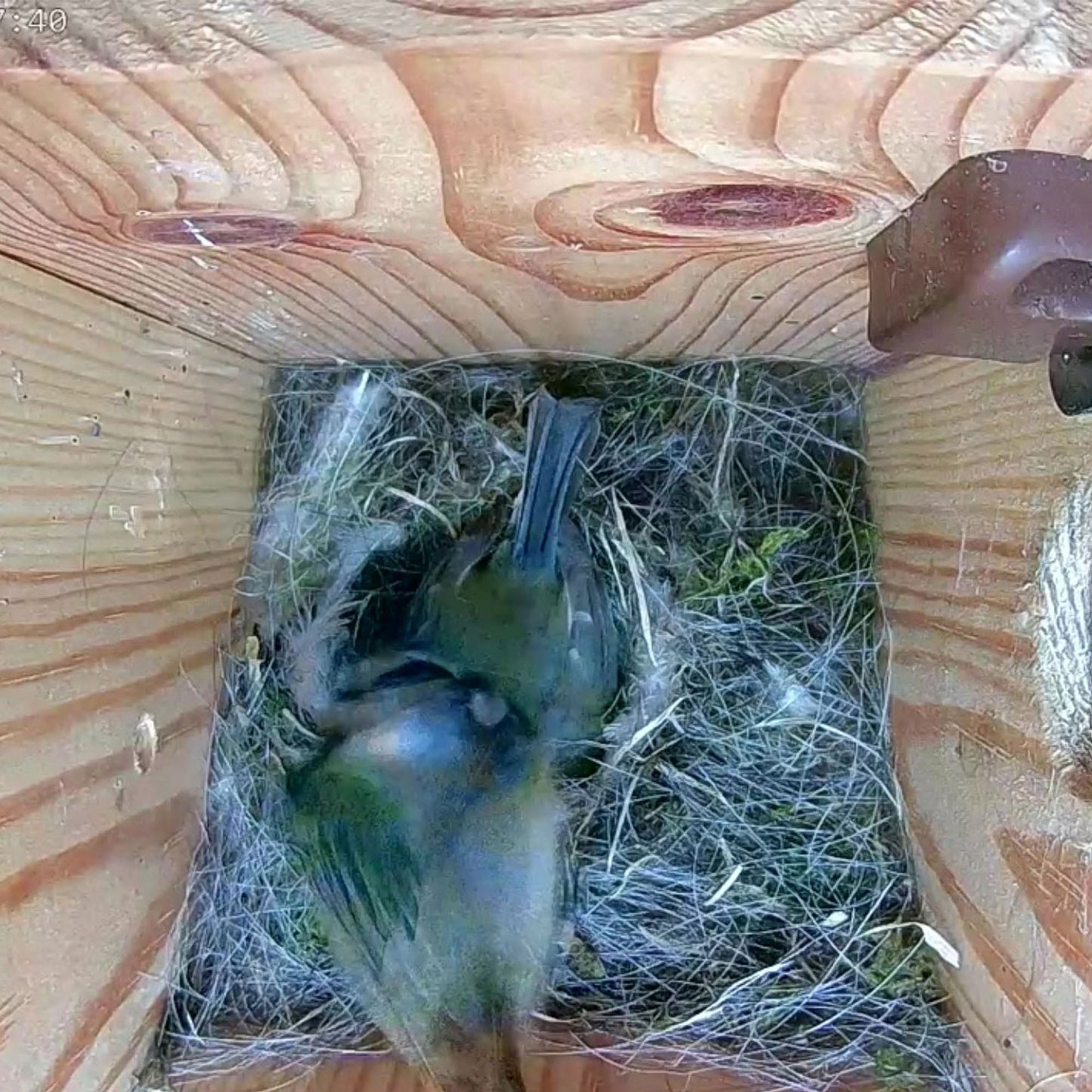 Two birds in a nest inside a wooden box