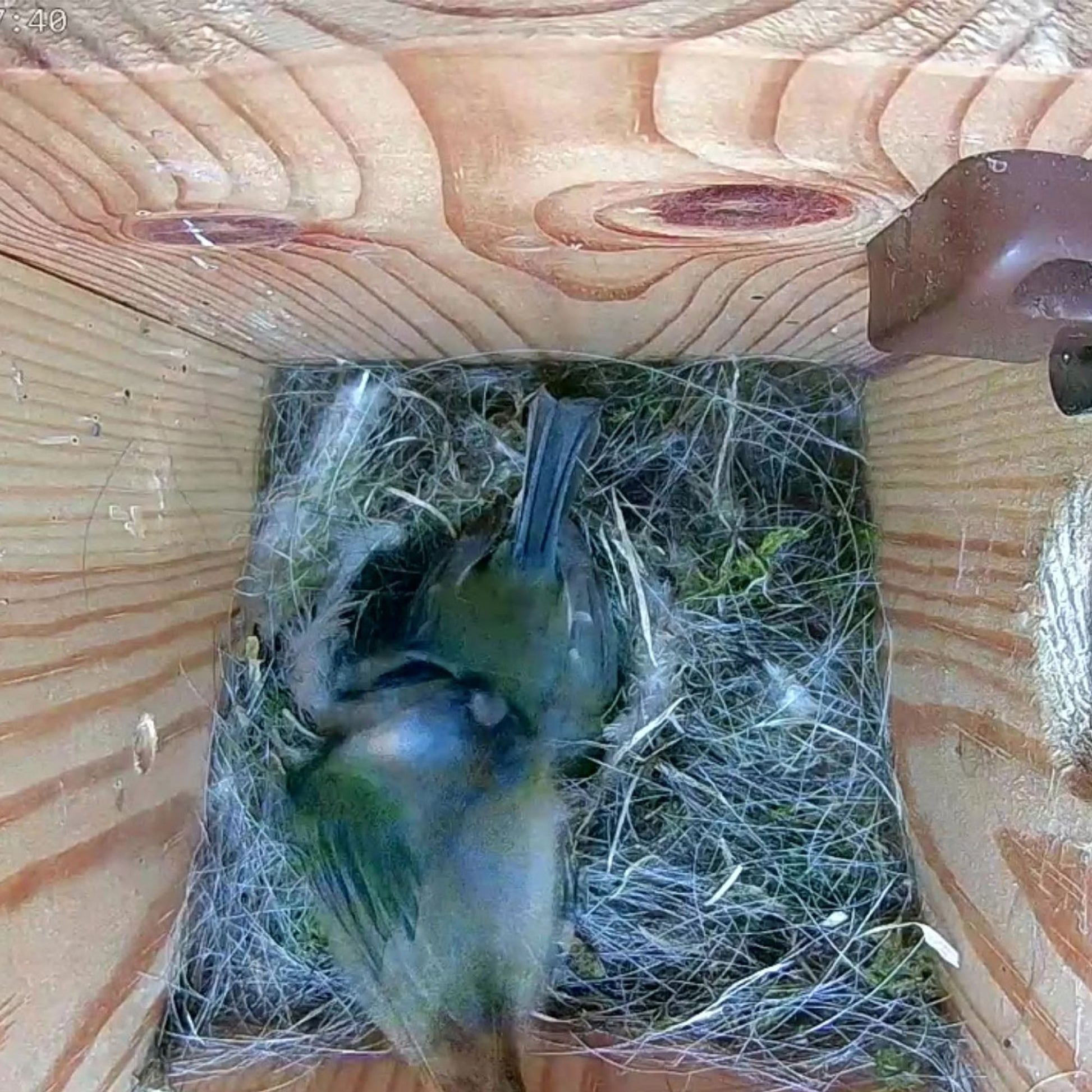 Two birds in a nest inside a wooden box