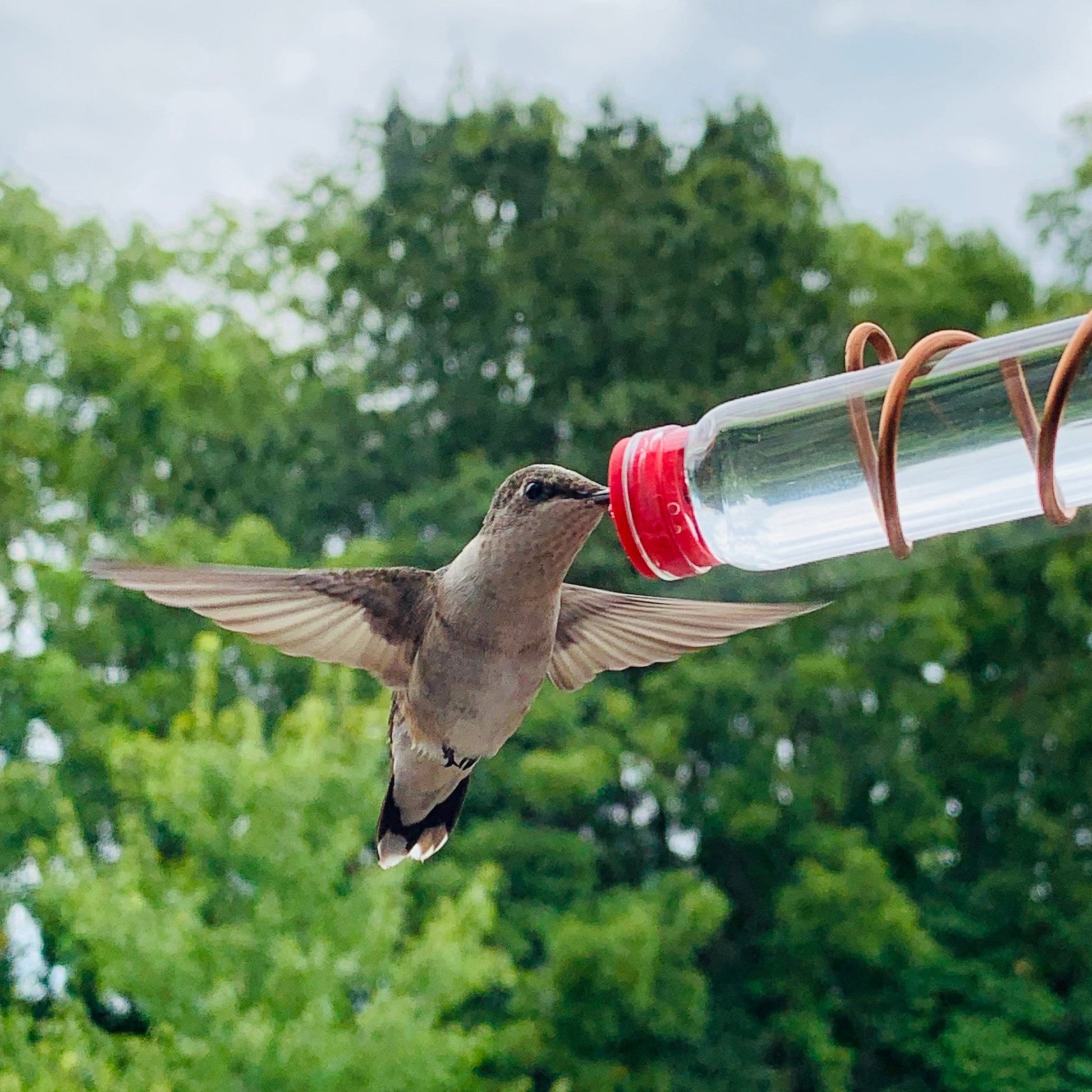 New Geo 2.0 - BIRDLOVER