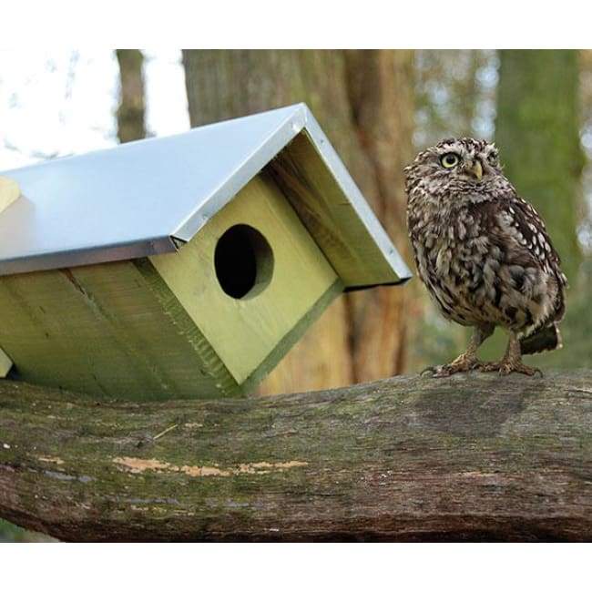 Owl or Kestrel Extended Horizontal House