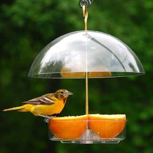 Seed Saver Domed Bird Feeder - BIRDLOVER