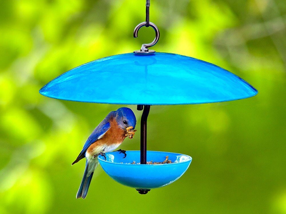 Single Poppy Bird Feeder with Baffle and Steel Core Rope | Hanging Bird Feeders for Birds, Outdoor Garden Decor & Unique Gift - BIRDLOVER