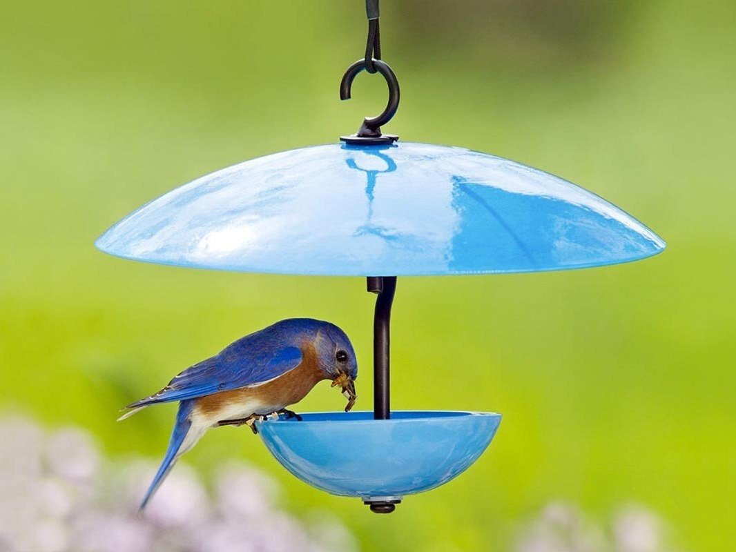 Single Poppy Bird Feeder with Baffle and Steel Core Rope | Hanging Bird Feeders for Birds, Outdoor Garden Decor & Unique Gift - BIRDLOVER