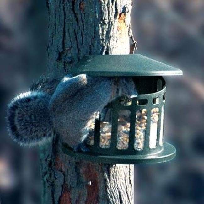 Squirrel Diner II Feeder - BIRDLOVER